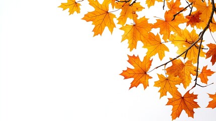 autumn background with yellow red brown maple leaves Branch with colorful autumn foliage autumntime fall season  isolated on white background  cut out : Generative AI