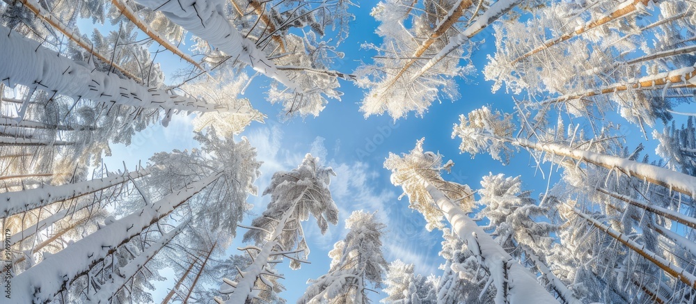 Poster Sunny winter forest viewed from below with a snow filled canopy with copy space image