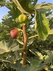 Fresh fig