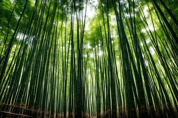 Fototapeta premium A peaceful bamboo forest where shafts of light break through the dense canopy, creating a play of light and shadow on the forest floor. The tall bamboo stalks sway gently in the breeze 