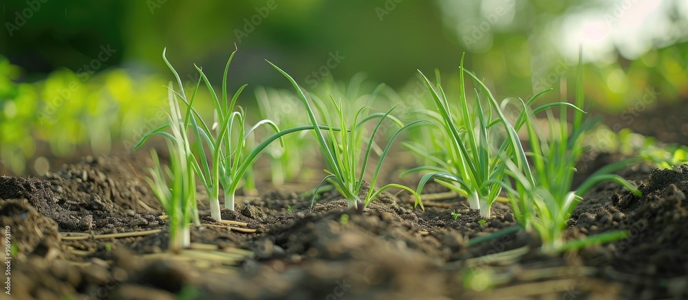 Aufkleber fresh green onions growing in neat rows in a rural vegetable garden setting showing plant care and h