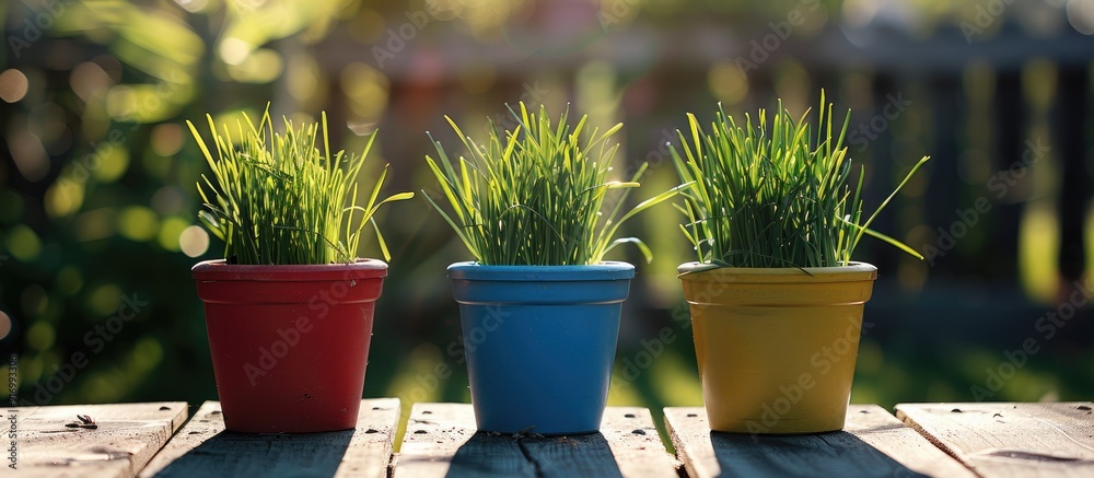 Poster outdoor shot of wheatgrass in color garden pots against a sunny day backdrop with a natural backgrou