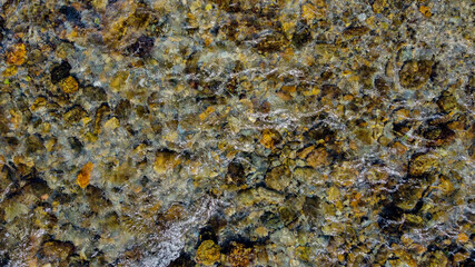 lichen on rock