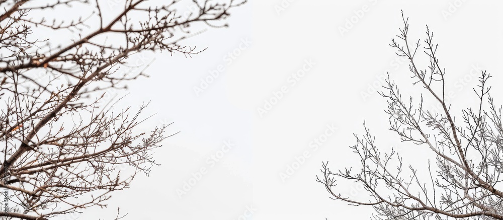 Poster Bare branches against white backdrop with copy space image