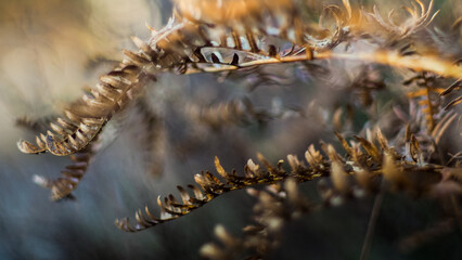 Naklejka premium Macro de bruyères et de fougères sauvages, dans la forêt des Landes de Gascogne