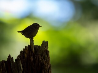 森の中で枯れ木に留まって周りを見渡しているミソサザイのシルエット
