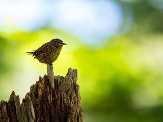森の中で枯れ木に留まって周りを見渡しているミソサザイ