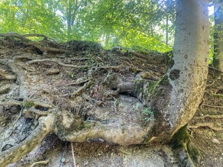 roots, trees