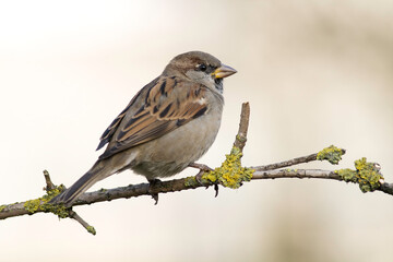Bird - House sparrow Passer domesticus sitting on the branch