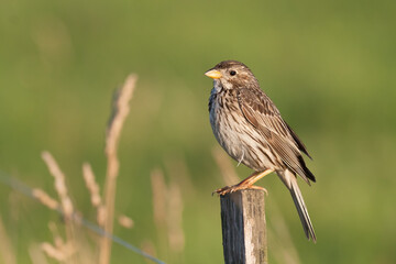 Bird Corn Bunting Emberiza calandra, meadow in summer time, Poland Europe
