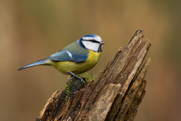 Bird - Blue Tit ( Cyanistes caeruleus ) perched on tree winter time small bird on blurred background