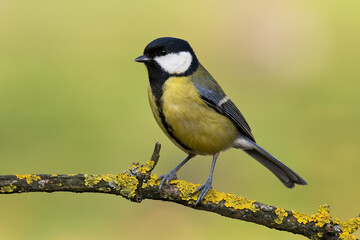 Obraz premium Colorful great tit ( Parus major ) perched on a tree trunk, photographed in horizontal, amazing background
