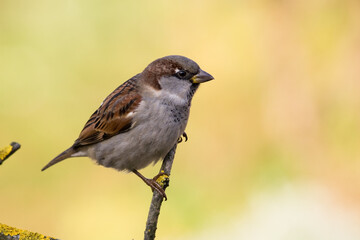 Bird - House sparrow Passer domesticus sitting on the branch