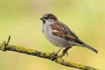 Bird - House sparrow Passer domesticus sitting on the branch