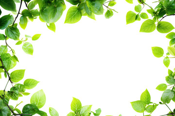Fototapeta premium green leafy border isolated background transparent png