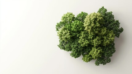 Obraz premium A bunch of fresh, leafy green kale on a white background.