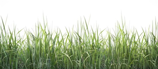Obraz premium Green tall grass cut out displaying detailed blades and natural texture on a white background with clipping paths showcasing nature s beauty in a copy space image