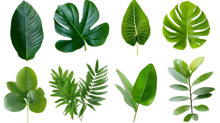collection of green tropical leaves isolated background transparent png