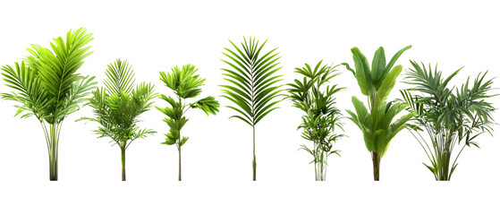 Obraz premium collection of green plants isolated background transparent png