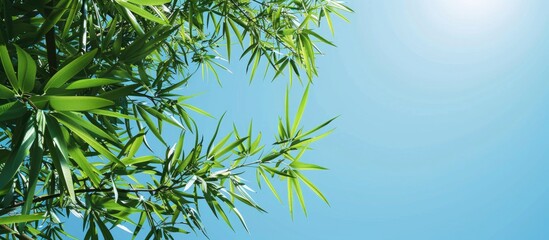 Obraz premium Background with bamboo leaves under a clear blue sky suitable for use as a copy space image