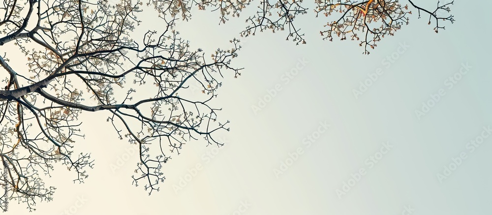 Canvas Prints tree branches silhouetted against the sky with copy space image nature and ecology themed summer bac