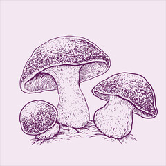 Hand drawn vector mushroom sketch useful for labels and more