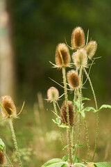 Oset, dziko rosnąca roślina wieloletnia z rodziny astrowatych, posiada kłujące liście