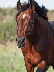 portrait of beautiful running  bay sportive stallion in summer field. close up