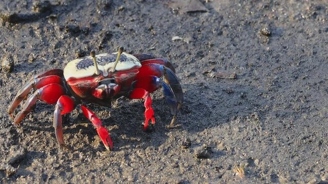 Bowed fiddler crab  foraging on the wetland mangrove sand. Dapeng Bay National Scenic Area, Pingtung County,Taiwan.  Real time. 4K. High angle view. High quality video. Natural light. Close up.