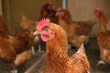Close-up portrait of brown hen in chicken coop among other chickens on the background