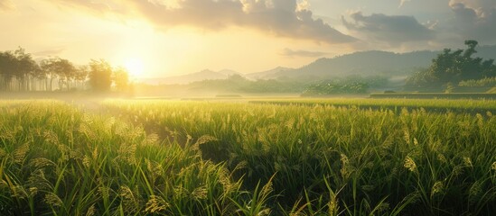 Morning and evening views of stunning rice fields serve as a backdrop for the scene showcasing a serene environment with a wide copy space image