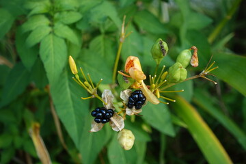 Iris domestica.