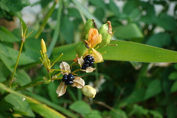 Iris domestica.