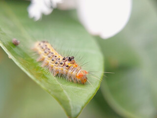 Caterpillar on a Leaf: Preparing for a Meal