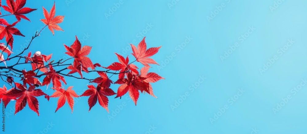 Canvas Prints red maple leaves on a branch against a vivid blue sky in a copy space image