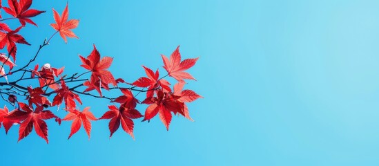 Red maple leaves on a branch against a vivid blue sky in a copy space image