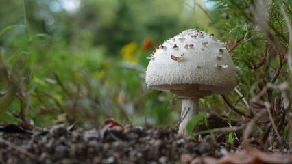 オオシロカラカサタケ