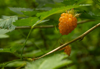 Ripe Salmon Berries Hang On Bushes Near Trail