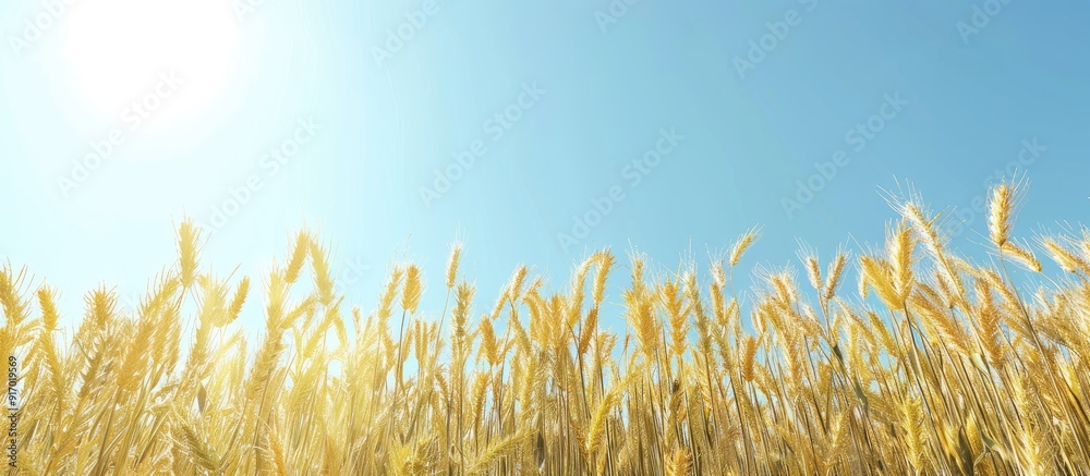 Canvas Prints A scenic view of a sunlit wheat field against a clear blue sky providing ample space for adding text or images