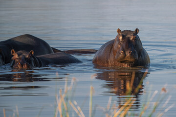 Fototapeta premium Hippopotamus in the Okavanga Delta in Botswana. An aggressive hippo bull shows dominant behaviour