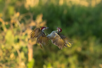 Mating Bennett's woodpecker in Moremi game reserve Africa ; Specie Campethera bennettii family of picidae, Botswana