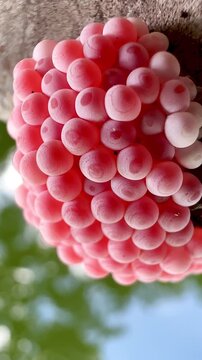 4K Close Up Cherry Scallop Eggs