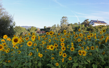 Fototapeta premium Sunflower Garden of Hope