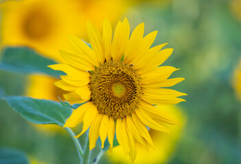 sunflower in the field