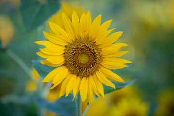 sunflower in the field