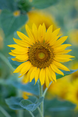 Fototapeta premium sunflower in the field