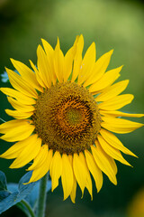 Obraz premium sunflower in the garden