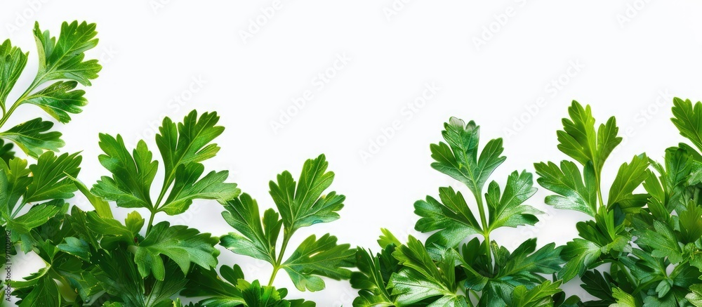 Poster parsley leaves in vibrant green shade with copy space image against a white background