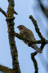 Female Linnet (Linaria cannabina) in Turvey Nature Reserve, Dublin, Ireland