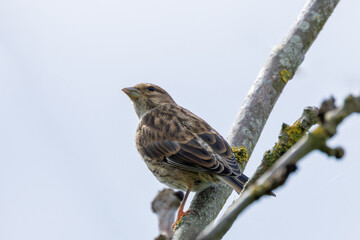 Female Linnet (Linaria cannabina) in Turvey Nature Reserve, Dublin, Ireland